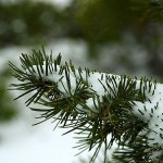 Winter 4 (pines)