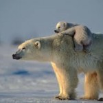 Polar Bear Mom