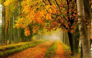 Autumn foliage path